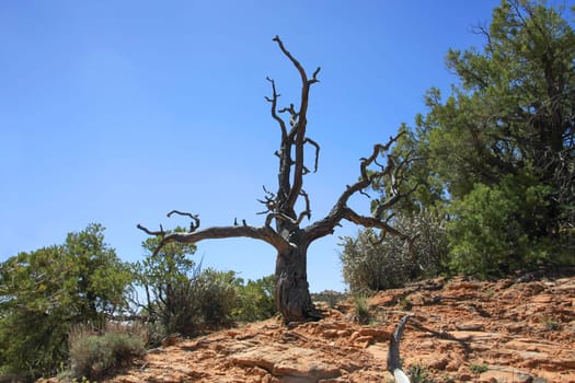 Weathered old tree trunk in the desert