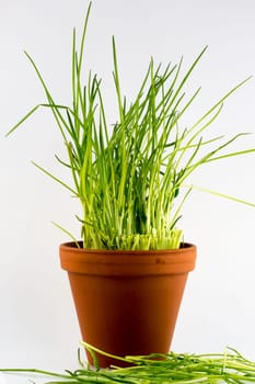 Freshly cut green chives in a flower pot