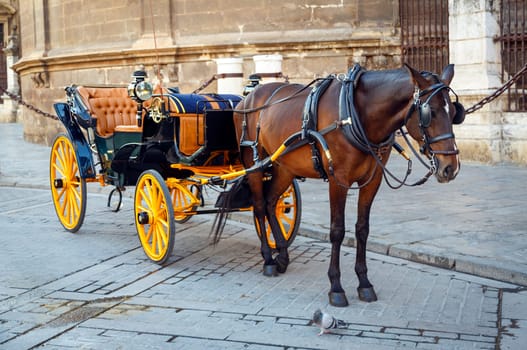 In front of the Cathedral. Black horse and traditional tourist carriage in Sevilla
