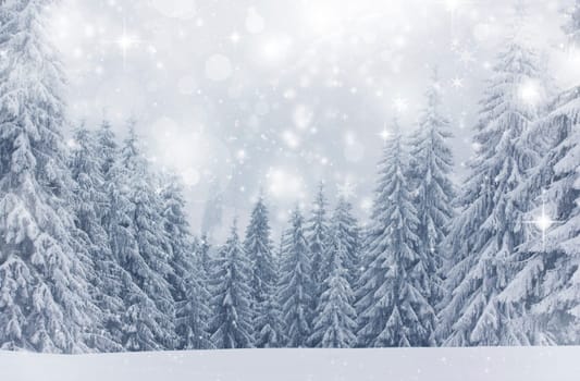 Snow cowered pine trees on the mountains