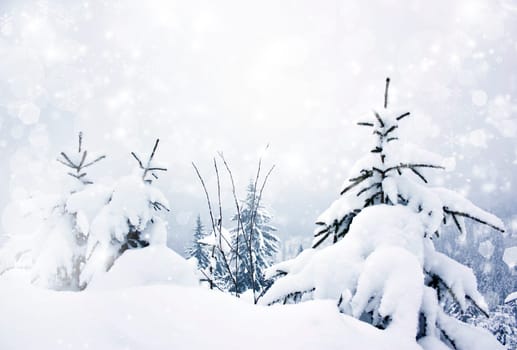Snow cowered pine trees on the mountains
