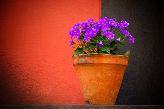 Purple flowers, red and black wall background with vignette