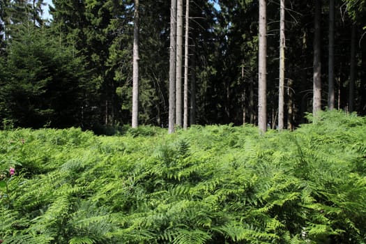 Forest with fern