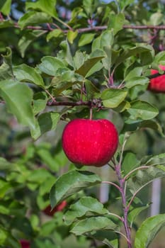 Apple harvest
