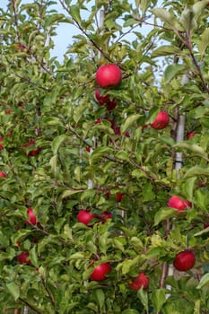 Apple harvest