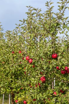 Apple harvest