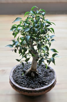 Bonsai on a table