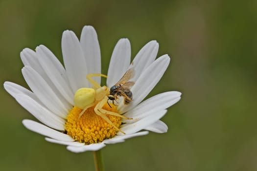 Crab spider with prey