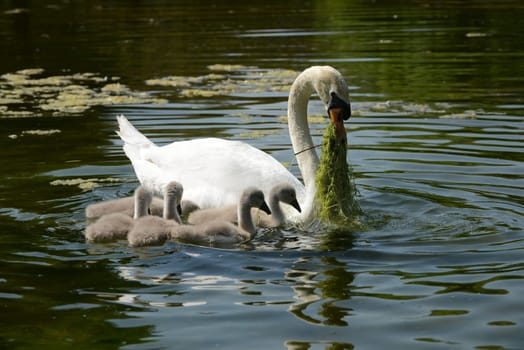 Mother swan feed her five babies in water.