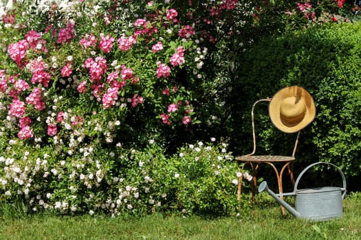 Rose garden with chair,sun hat and watering can