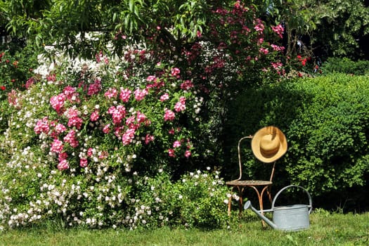 Rose garden with chair