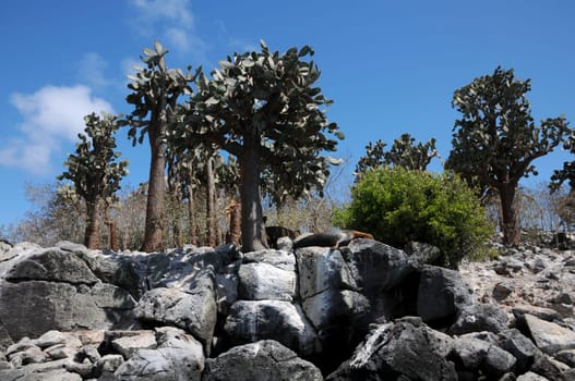 Santa Fe Island in Galapagos