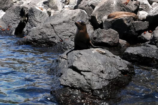 Sea lion on Santa Fe Island