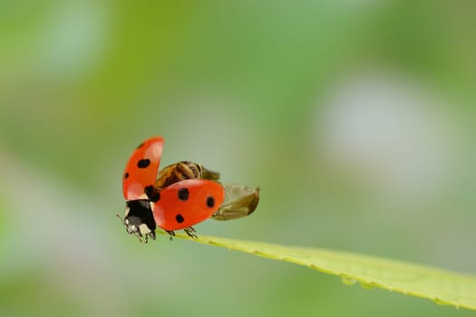 Ladybird
