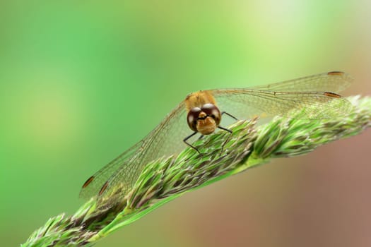 Ruddy darter