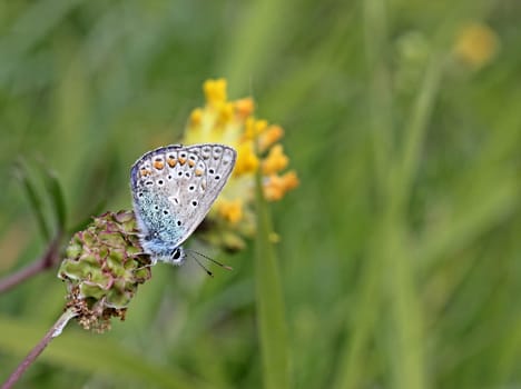 Polyommatus icarus (Sanguisorba minor)