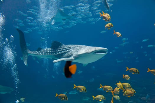 Underwater image of a whale shark and schools of fish