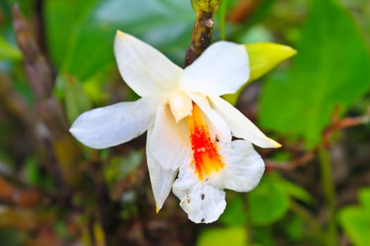 Dendrobium christyanum Rare species wild orchids in forest of Thailand, This was shoot in the wild nature
