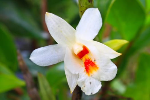 Dendrobium christyanum Rare species wild orchids in forest of Thailand, This was shoot in the wild nature