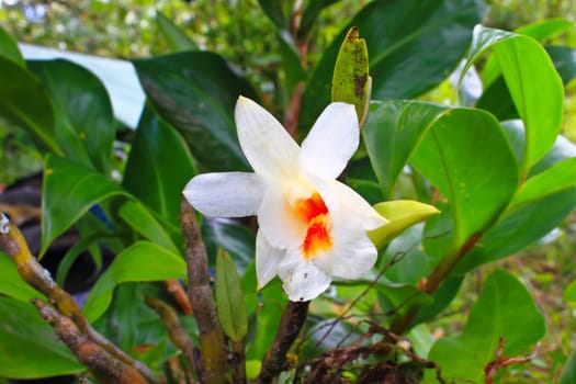 Dendrobium christyanum Rare species wild orchids in forest of Thailand, This was shoot in the wild nature