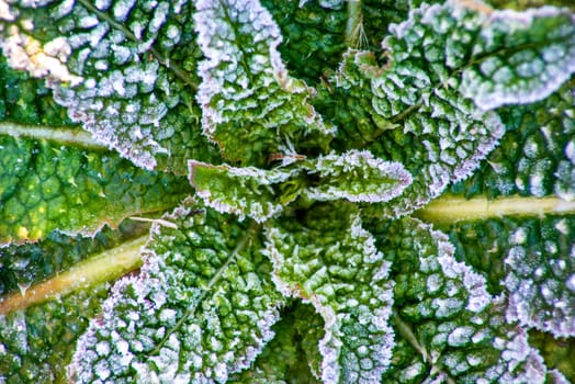 Leaves with ice crystals