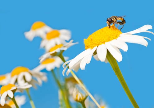 Camomile