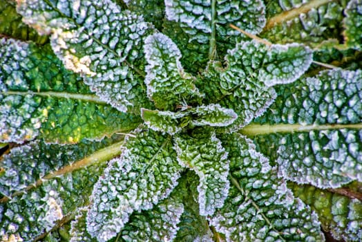 Leaves with ice crystals