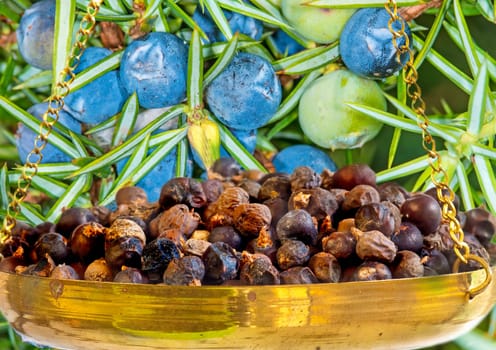 Juniper berries on the bush and dried on the scales