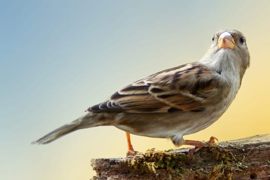 The House Sparrow (Passer domesticus)