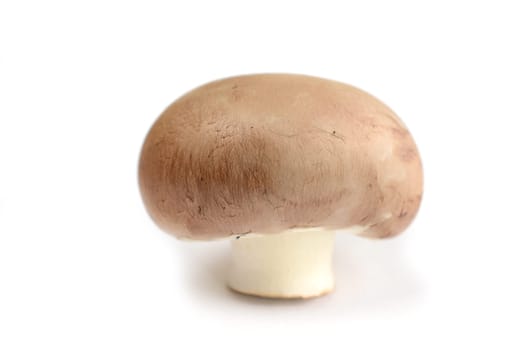 Fresh mushroom on a white background
