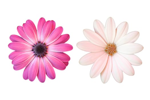 Pink and white marguerite on white background