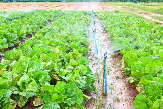 Field of Green Leaf and lettuce crops growing in rows on a farm ,Thailand