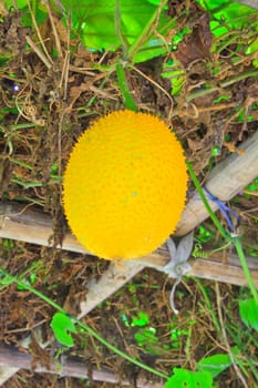 Gac fruit, Baby Jackfruit, Spiny Bitter Gourd, Sweet Grourd or Cochinchin Gourd