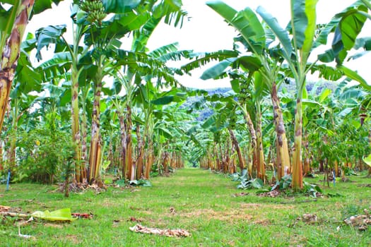Green Banana plantations in Phetchaburi Province, Thailand