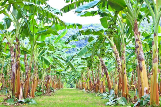 Green Banana plantations in Phetchaburi Province, Thailand