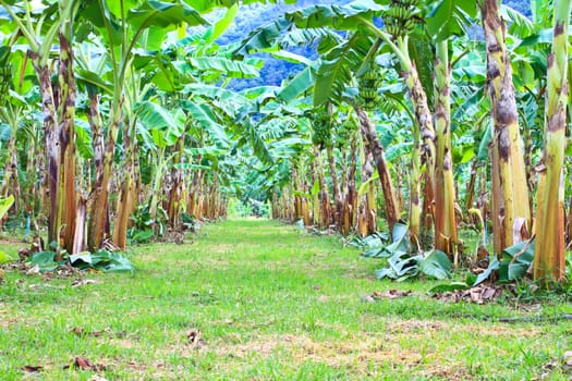 Green Banana plantations in Phetchaburi Province, Thailand