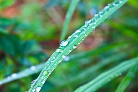 water drops on green grass in morning