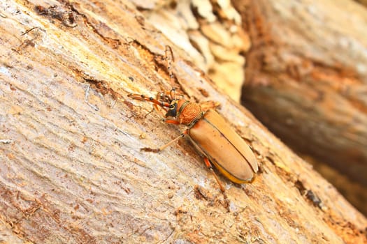Long Horned Beetle on tree, Megopsis sp. in nature