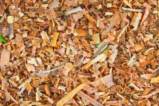 Background of wet sawdust after the chop off of a tree
