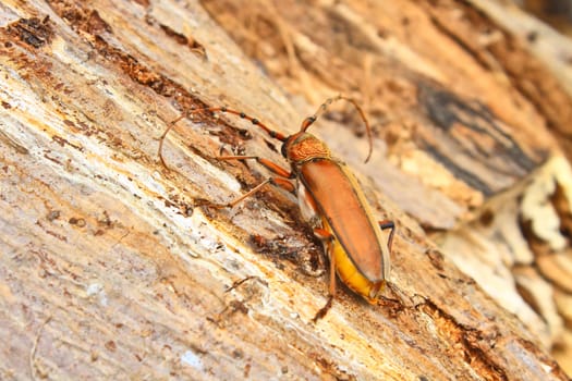 Long Horned Beetle on tree, Megopsis sp. in nature