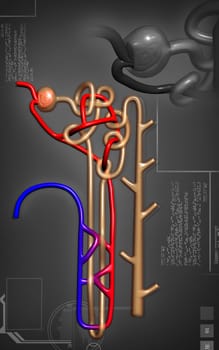 Digital illustration of nephron in colour background