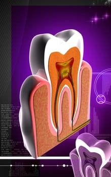 Digital illustration of teeth cross section in colour background
