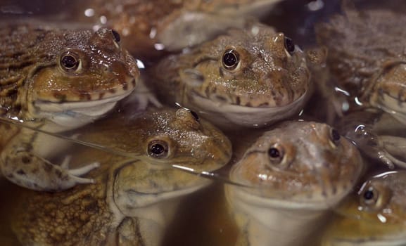 These animals wait painfully until they get into the soup.