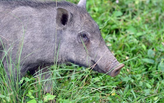 Portait of a wild boar
