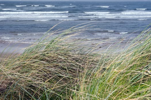 dune grass on the coast of Kerry Ireland gently blowing in the breeze