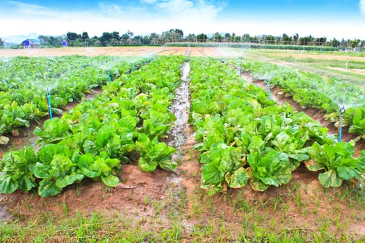 Field of Green Leaf and lettuce crops growing in rows on a farm ,Thailand
