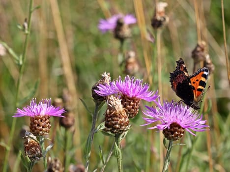 Small fox (Aglais urticae) on meadow flake flower (Centaurea jacea)