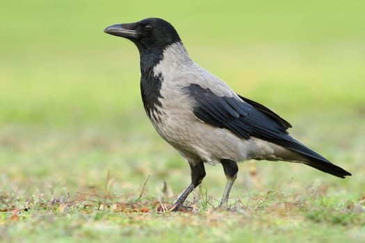 The Hooded Crow (Corvus corone cornix) Wildlife