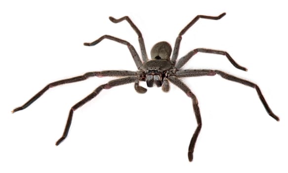 Australian Huntsman Spider on a white background