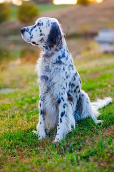English Setter sitting on the grass